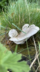 Fungi
