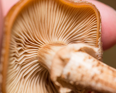 Kuehneromyces mutabilis