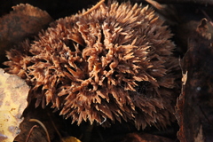 Thelephora penicillata