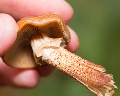 Kuehneromyces mutabilis