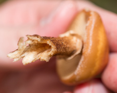 Kuehneromyces mutabilis