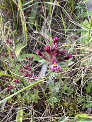 Parentucellia latifolia