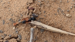 Camponotus