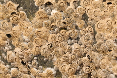 Semibalanus balanoides