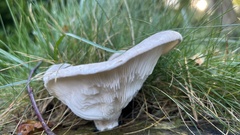 Fungi