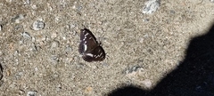 Limenitis populi