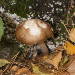 Pluteus