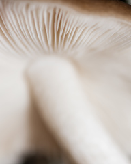 Pluteus