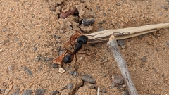 Camponotus