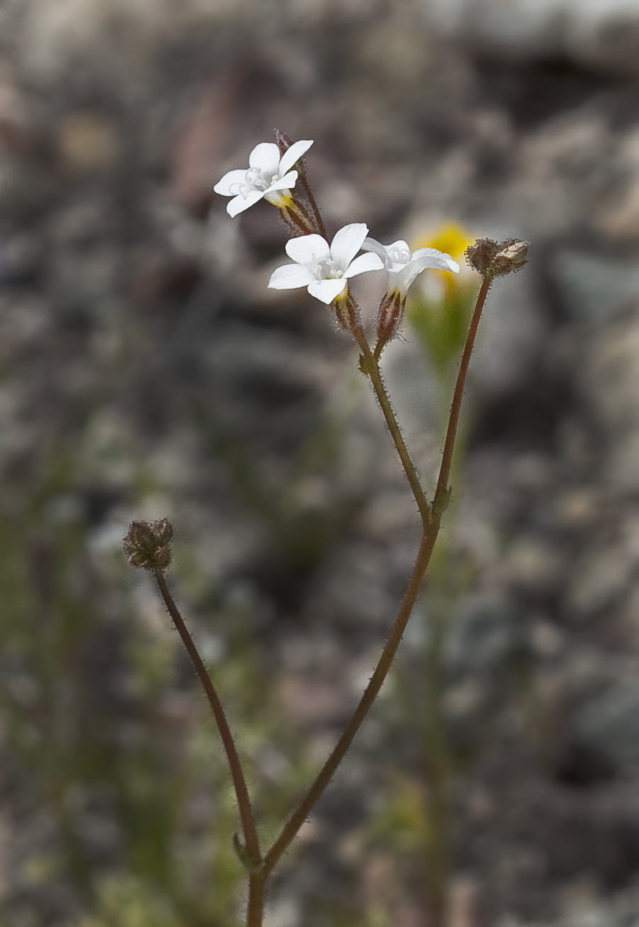 Gilia stellata