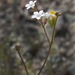 Gilia stellata - Photo (c) John Game，保留部份權利CC BY-NC-SA