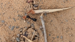 Camponotus