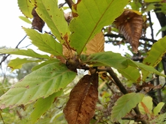 Dryocosmus kuriphilus