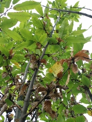 Dryocosmus kuriphilus