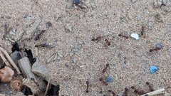 Monomorium salomonis