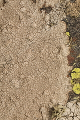 Pertusaria pseudocorallina