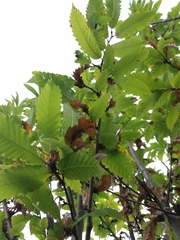 Dryocosmus kuriphilus