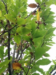 Dryocosmus kuriphilus