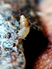 Carychium tridentatum