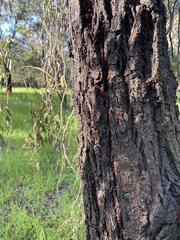 Eucalyptus tricarpa