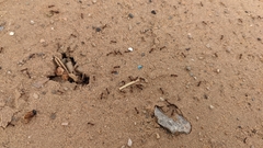 Monomorium salomonis