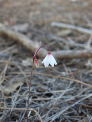 Acis autumnalis