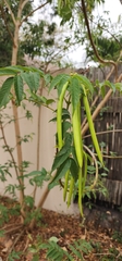 Tecoma stans