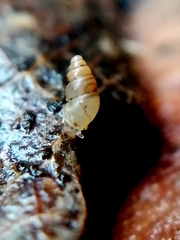 Carychium tridentatum
