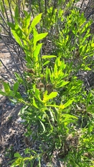 Tessaria absinthioides