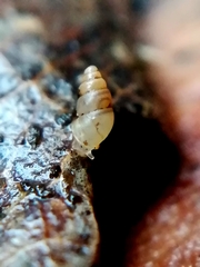 Carychium tridentatum