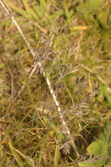 Festuca rubra