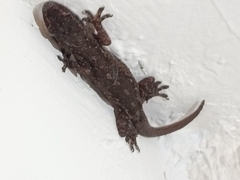 Hemidactylus frenatus