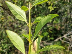 Citharexylum montevidense