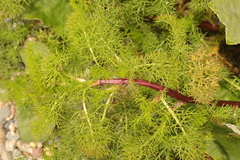 Tripleurospermum maritimum