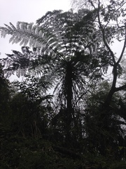 Alsophila spinulosa