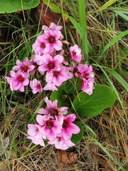 Bergenia crassifolia