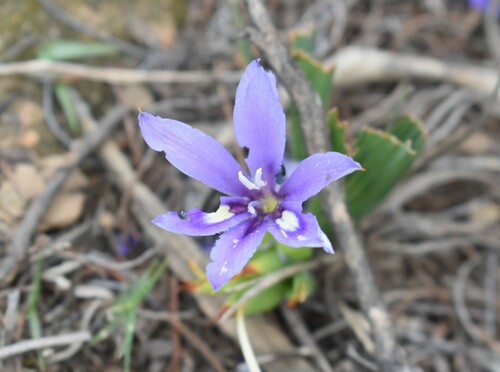 Babiana sambucina