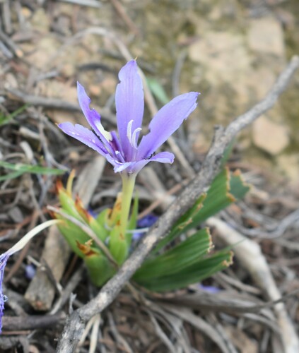 Babiana sambucina