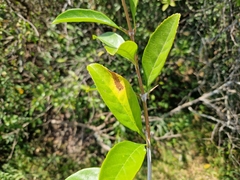 Citharexylum montevidense