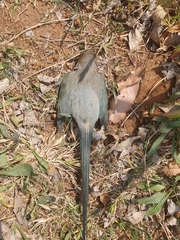 Urocolius indicus transvaalensis