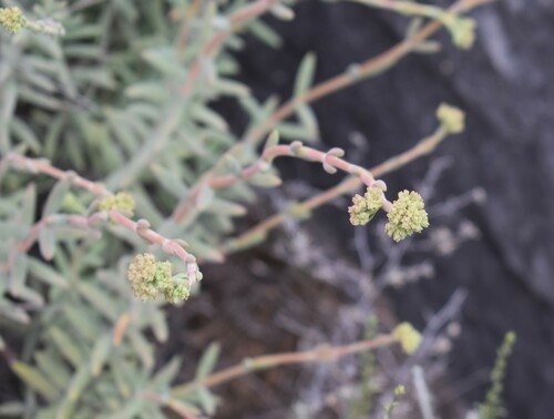 Crassula mollis