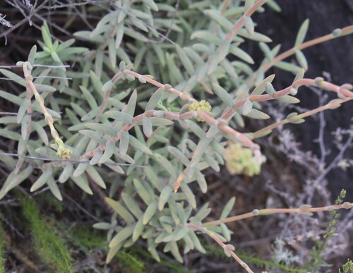 Crassula mollis