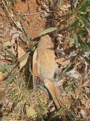 Urocolius indicus transvaalensis