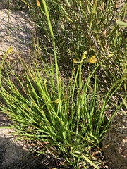 Bulbine bulbosa