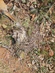 Urocolius indicus transvaalensis