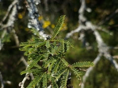 Prosopis affinis