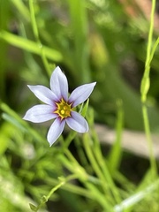 Sisyrinchium micranthum