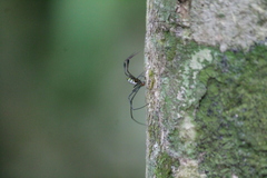 Leucauge sabahan