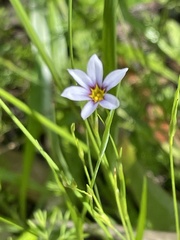 Sisyrinchium micranthum