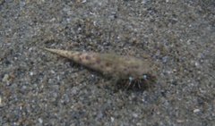 Dardanus scutellatus